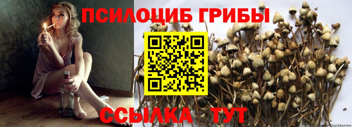 Бузулук  Псилоцибиновые грибы Psilocybe  Вход с VPN 